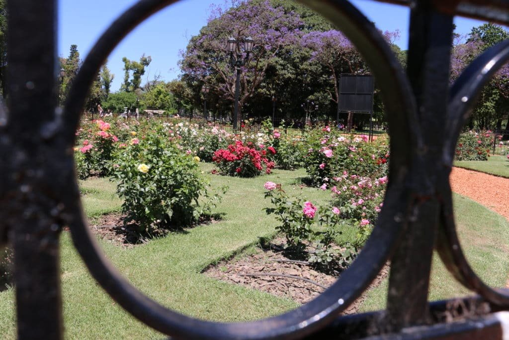 Rose garden and jacaranda trees in November